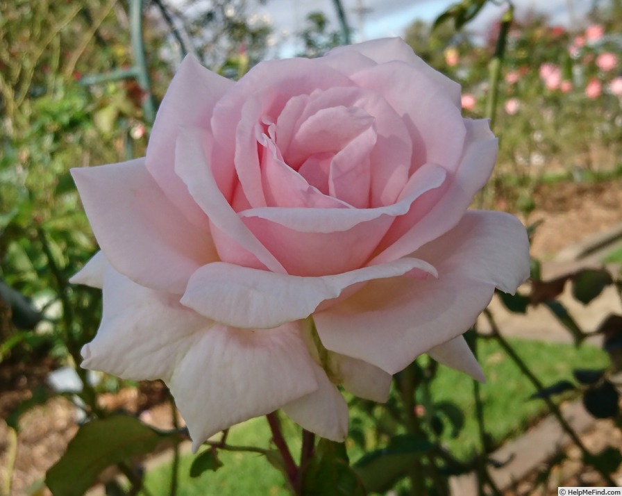 'Ruyton' rose photo