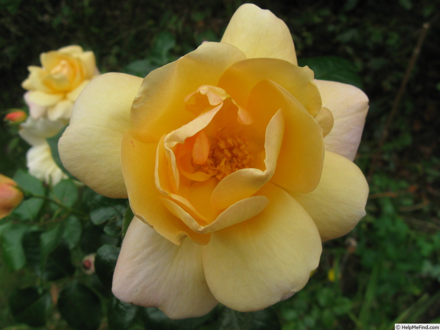 'Francis Copple' rose photo