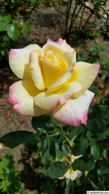 'Sue Streeper' rose photo