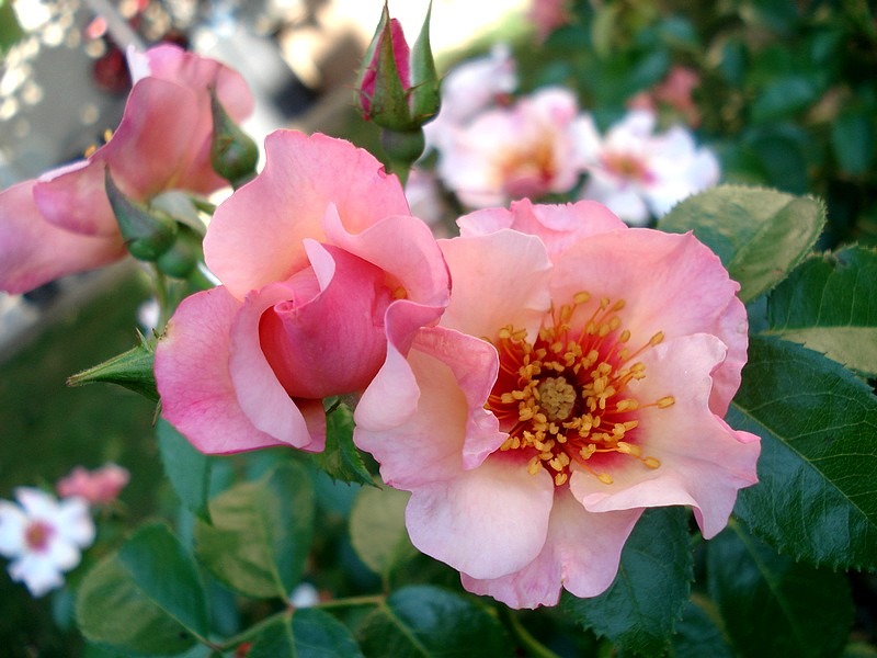 'Peace and Love ® (hybrid hulthemia, Warner, 2006)' rose photo