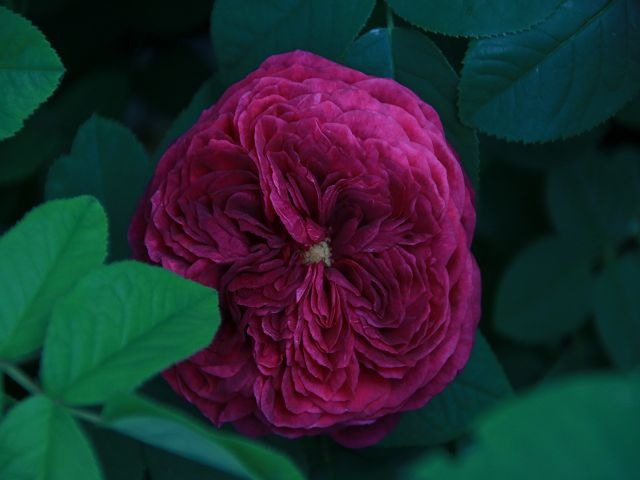 'Mortalisatis ®' rose photo