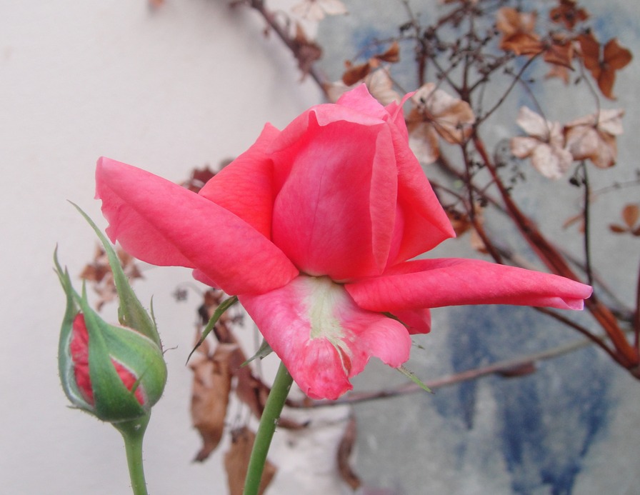 'Spartan (floribunda, Boerner before 1954)' rose photo