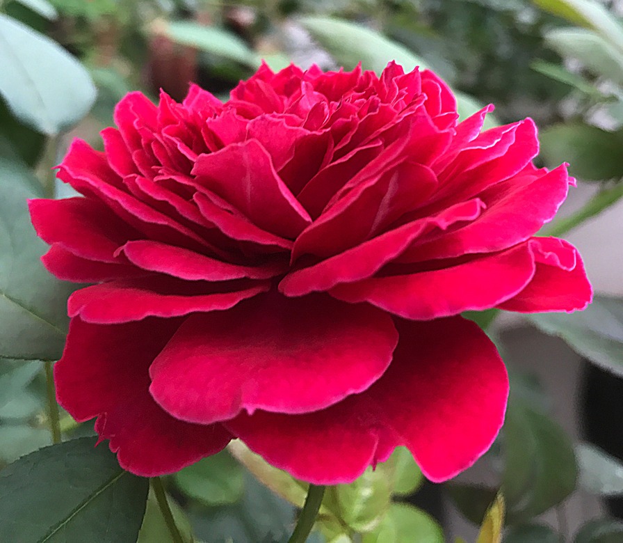 'Odysseia' rose photo