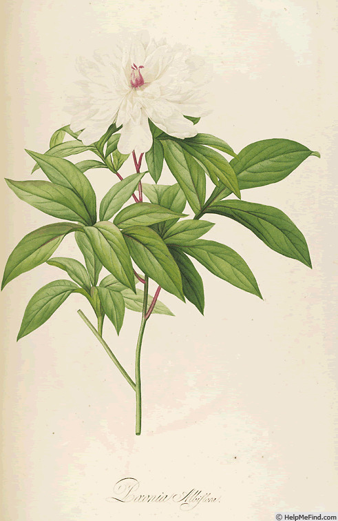 'Paeonia albiflora flore pleno' peony photo