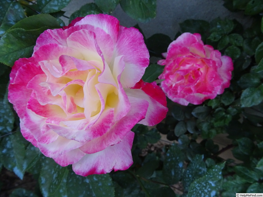 'Double Delight ®' rose photo