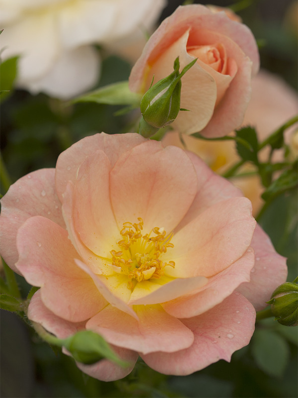'Oso Easy Peachy Cream' rose photo