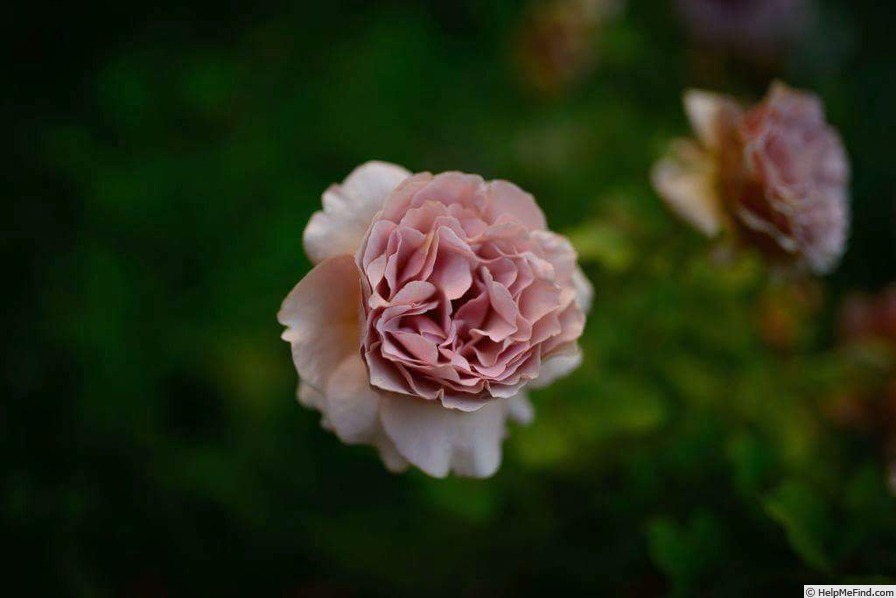 'Mokarosa ®' rose photo