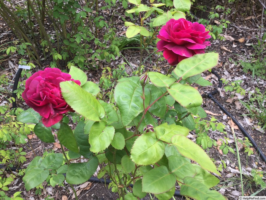 'Glastonbury' rose photo