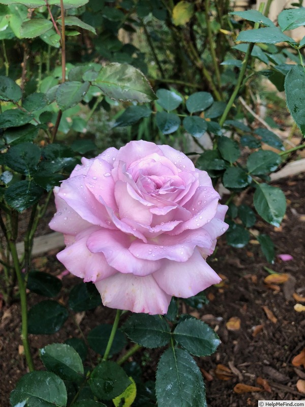 'English Perfume ™' rose photo