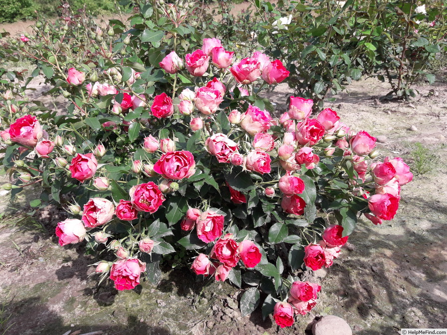 'Czeslaw Milosz ®' rose photo