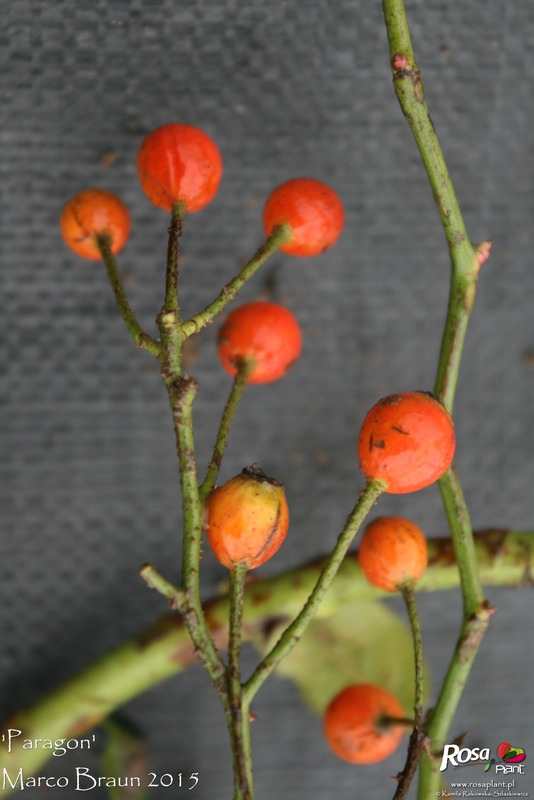 'Paragon (climber, Braun before 2015)' rose photo