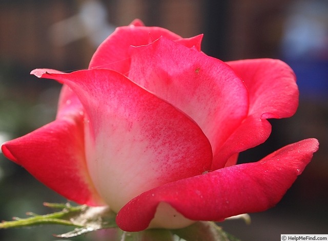 'Hilde ™' rose photo
