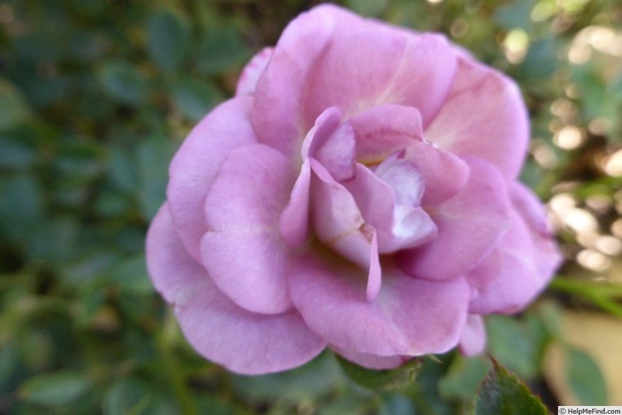 'KORflieder' rose photo