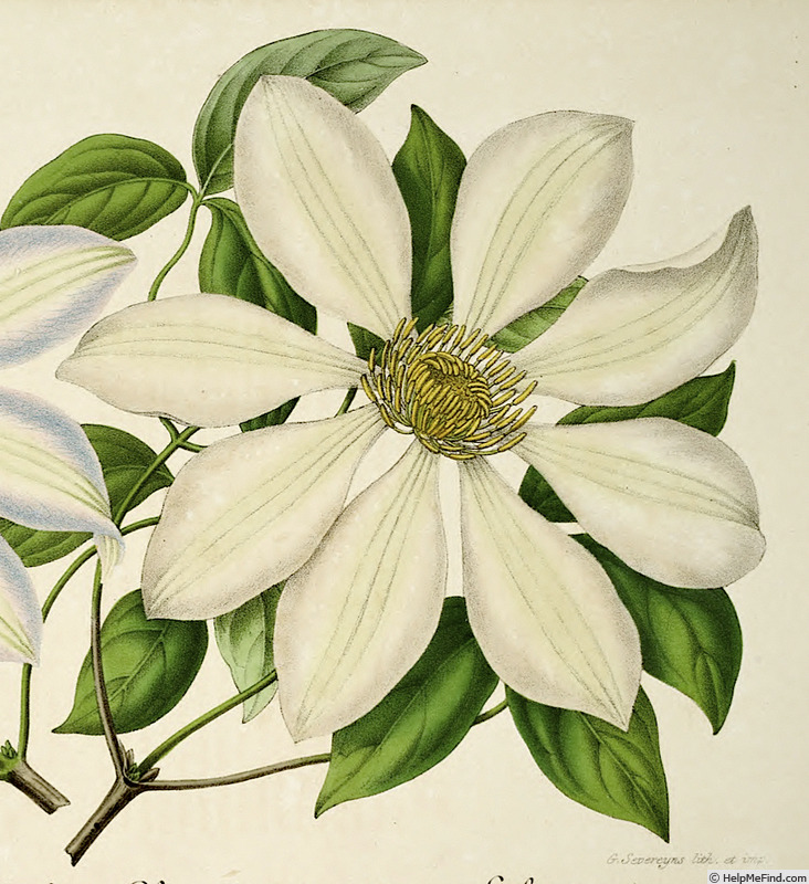 '<i>C. patens</i> 'Helena'' clematis photo