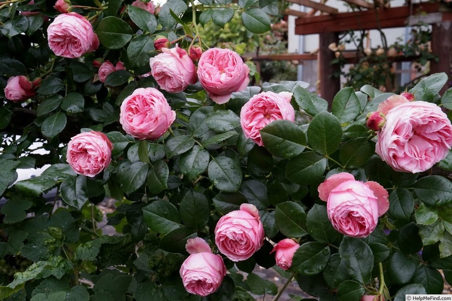 Джиардина роза фото
