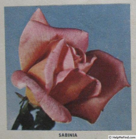 'Sabinia (hybrid tea, Aicardi, 1939)' rose photo