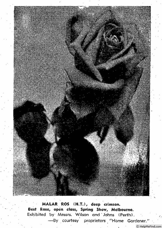 'Mälar-Ros' rose photo