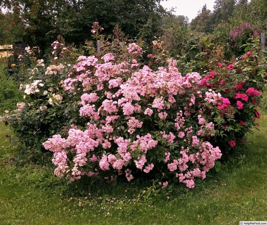 'Heavenly Pink ® (Hybrid Musk, Lens 1997)' rose photo