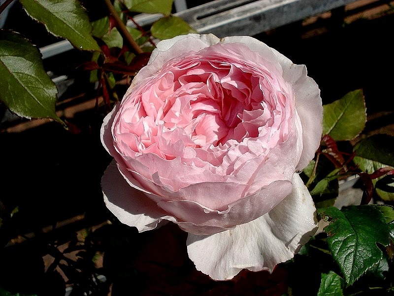 'Wisley 2008' rose photo