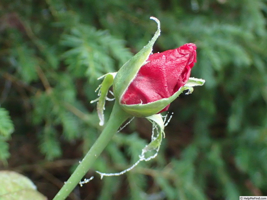 'Erotika ®' rose photo