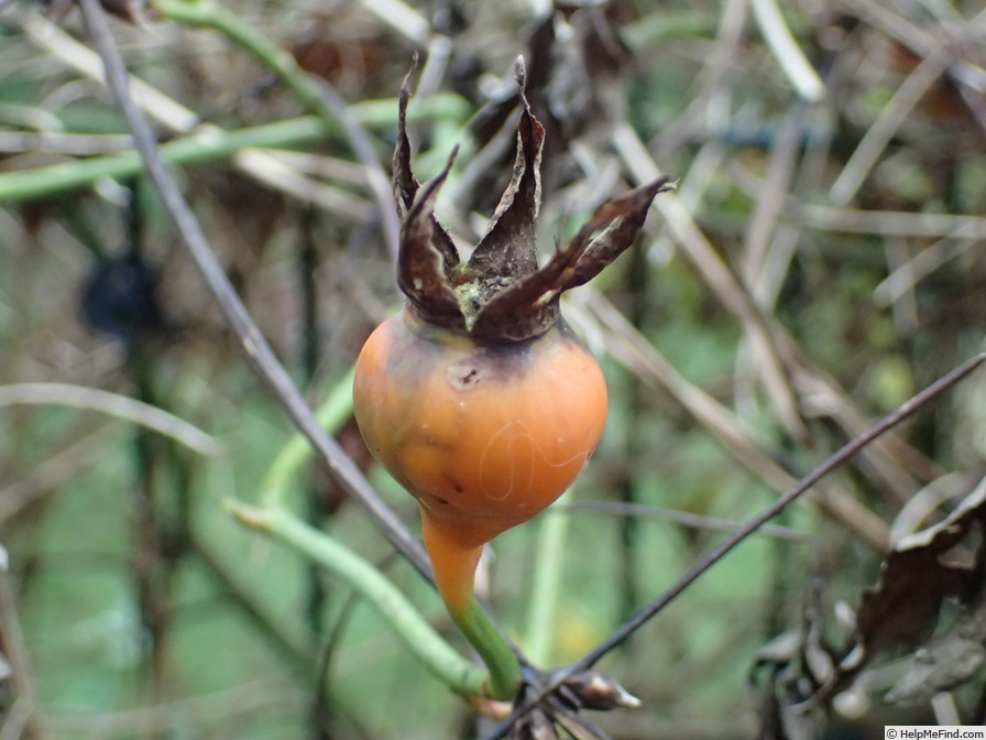 'Souvenir du Docteur Jamain (Hybrid Perpetual, Lacharme, 1865)' rose photo