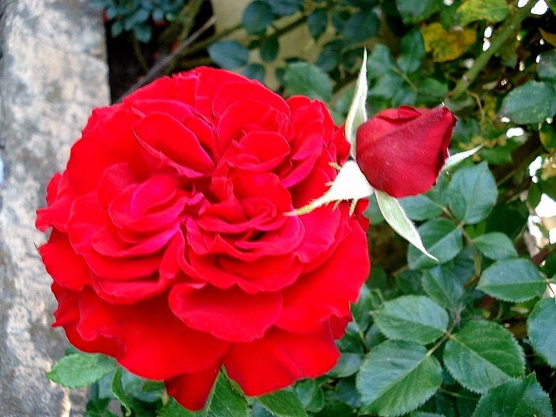 'Marlena (florists rose, Kordes 1999)' rose photo