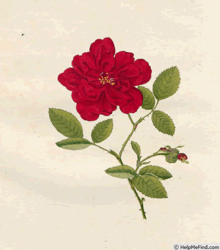 'R. semperflorens' rose photo