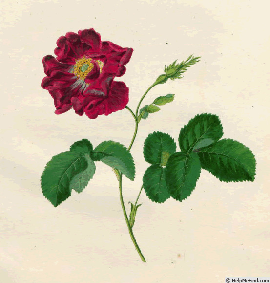 'Rosa holosericea duplex' rose photo