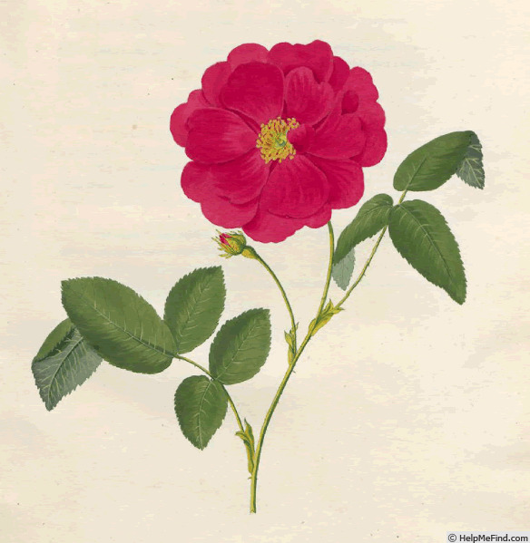 '<i>Rosa gallica duplex</i>' rose photo