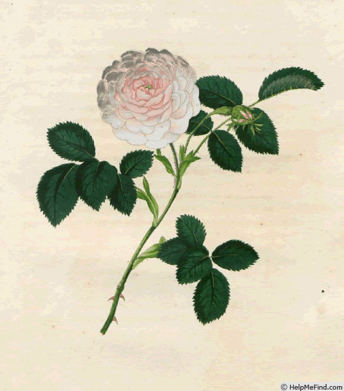 '<i>Rosa alba</i> var. <i>rubicunda</i> Rössig' rose photo