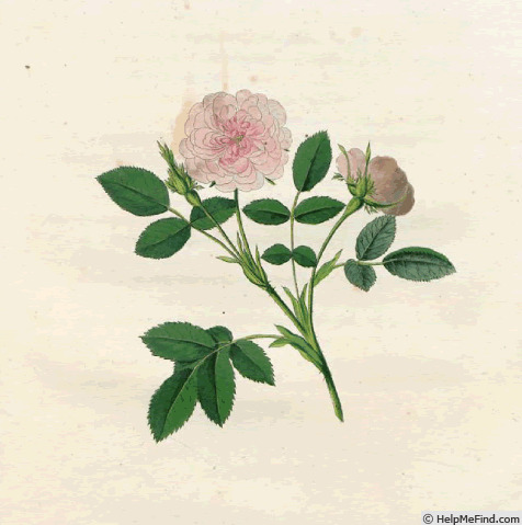 'Rosier de Dijon' rose photo