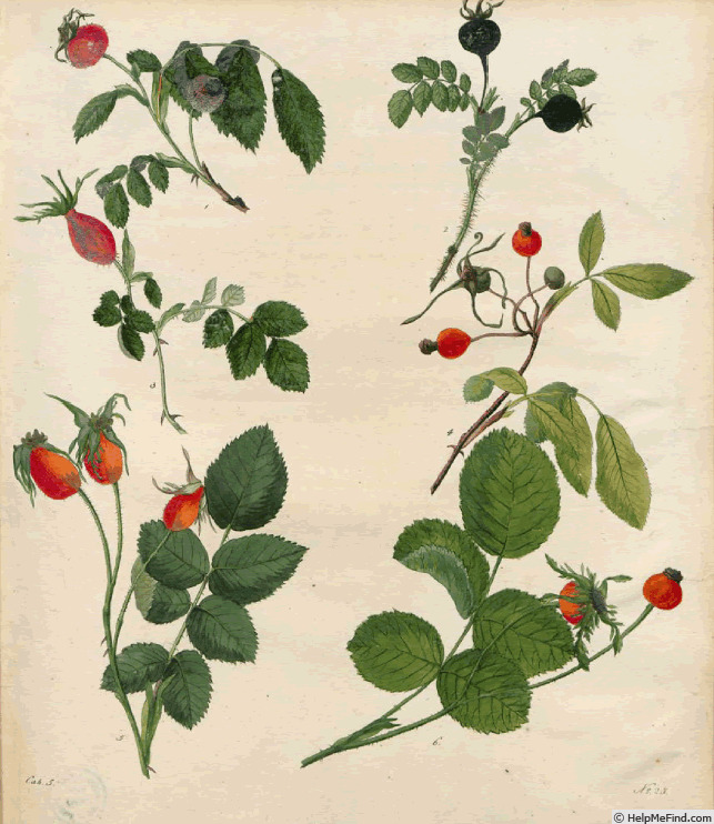 'R. rubiginosa' rose photo