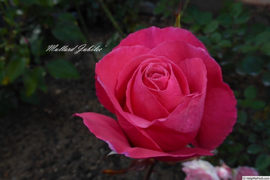 'Mullard Jubilee' rose photo