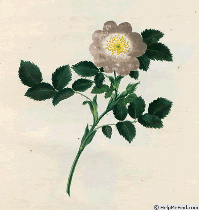 '<i>Rosa canina</i> L.' rose photo