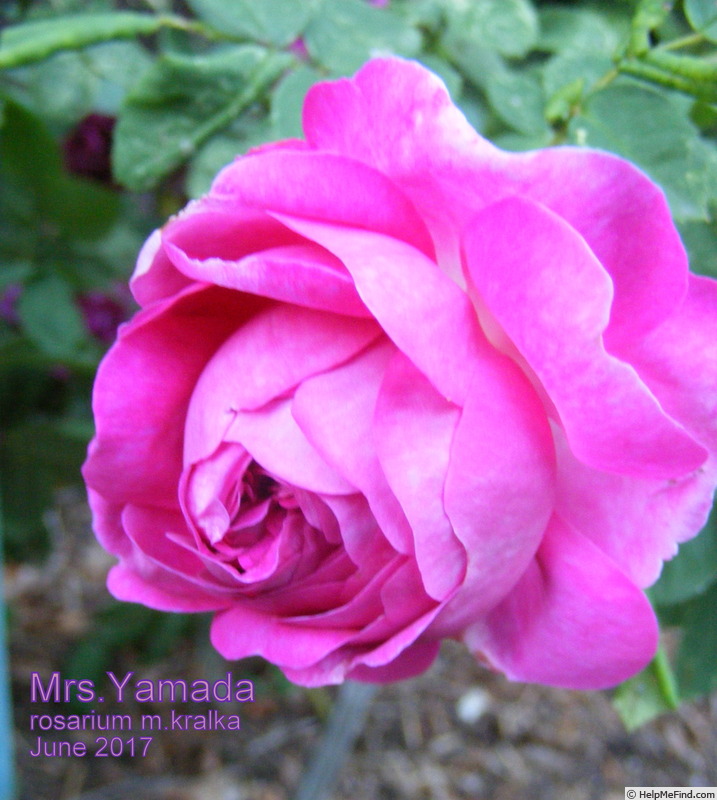 'Mrs Yamada' rose photo