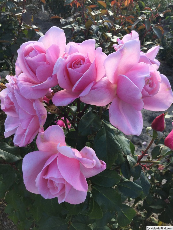 'Julie ®' rose photo