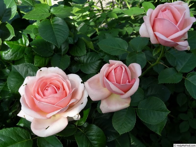 'Aphrodite ® (shrub, Evers/Tantau, 2000/06)' rose photo