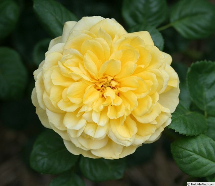 'Skeeter' rose photo