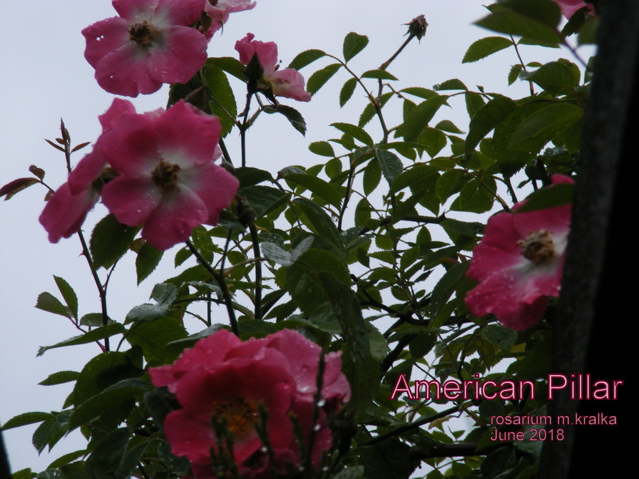 'American Pillar' rose photo