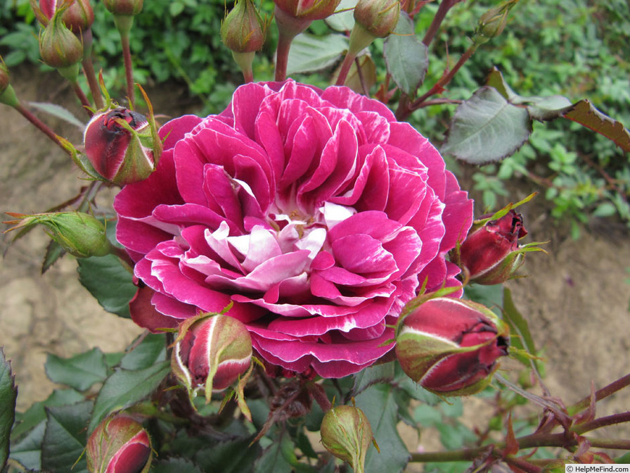 'Sparkling Burgundy (floribunda, Rawlins before 2015)' rose photo