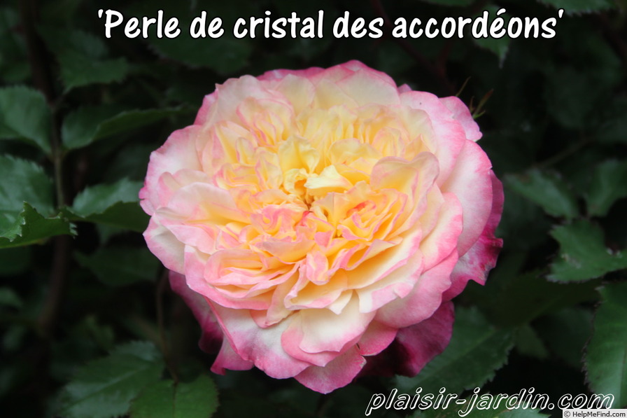 'Perle de cristal des accordéons Maugein ®' rose photo