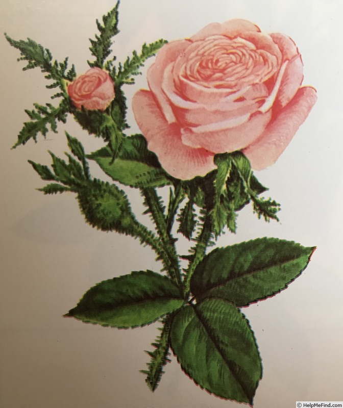'Gloire Des Mousseux' rose photo