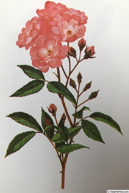 'Belinda (Hybrid Musk, Bentall, 1936)' rose photo