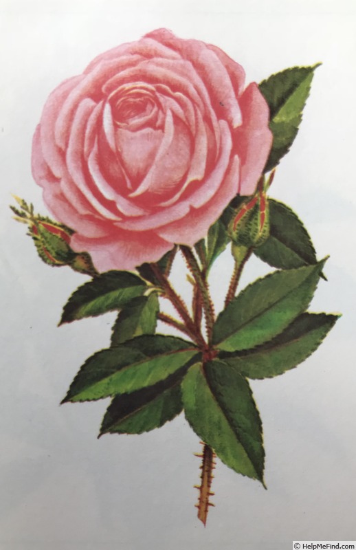 'Hermosa (bourbon, Marchesseau, 1832)' rose photo