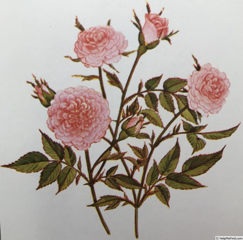 'Bo-Peep' rose photo