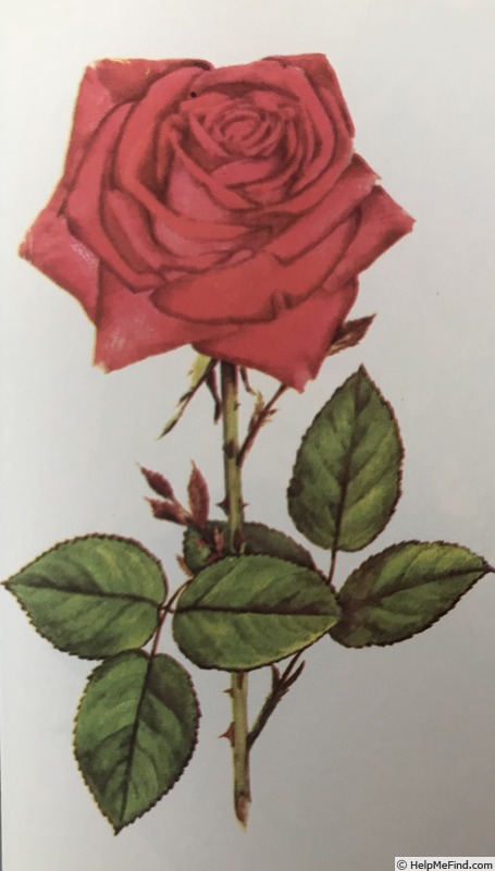 'Christian Dior' rose photo