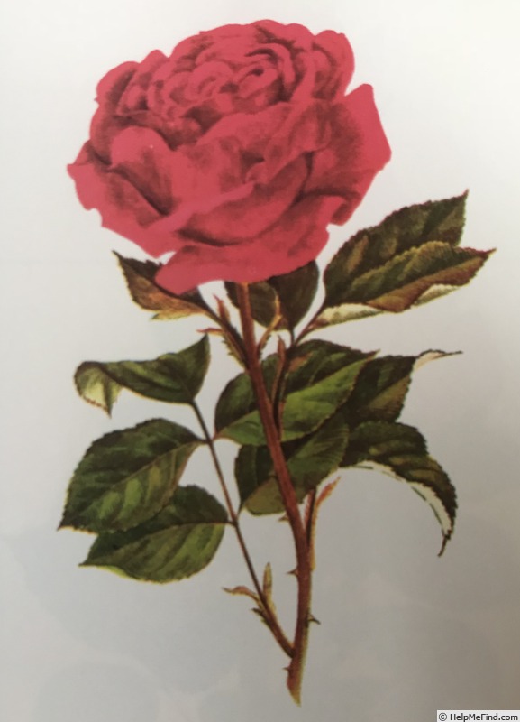 'Général Jacqueminot (hybrid perpetual, Roussel, 1853)' rose photo