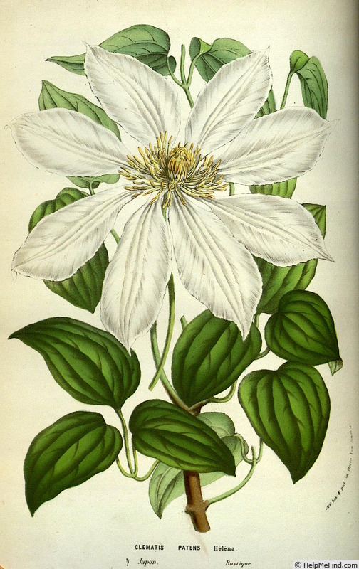 '<i>C. patens</i> 'Helena'' clematis photo