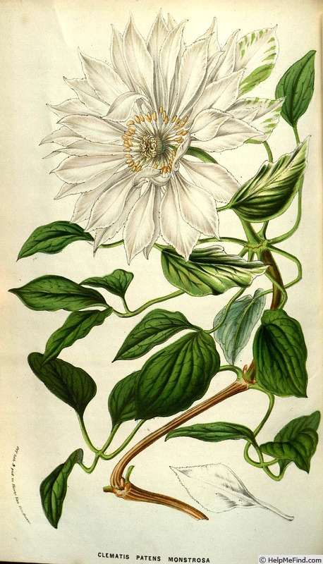 '<i>C. patens</i> 'Monstrosa'' clematis photo