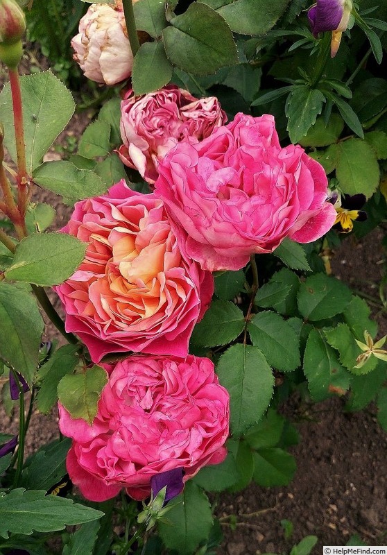 'Centenaire de l'Haÿ-les-roses ®' rose photo